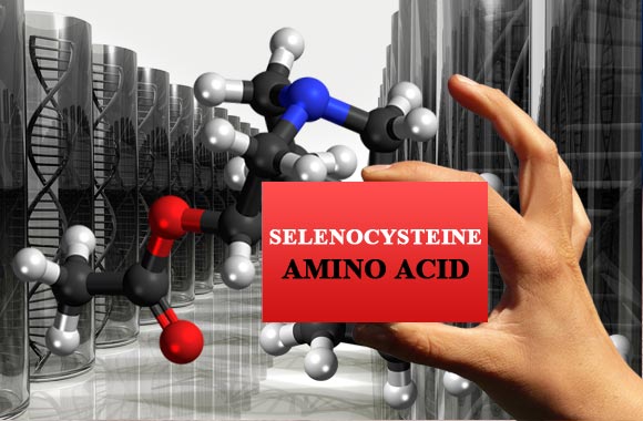 health benefits of amino acids selenocysteine