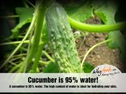 Amazing Cucumber Facts