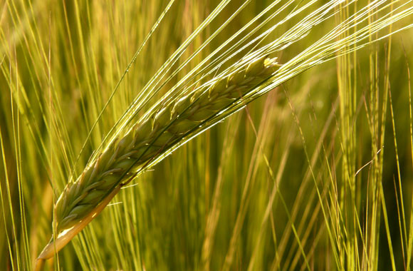 health benefits of grains barley