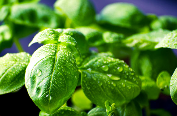 health benefits of herbs basil