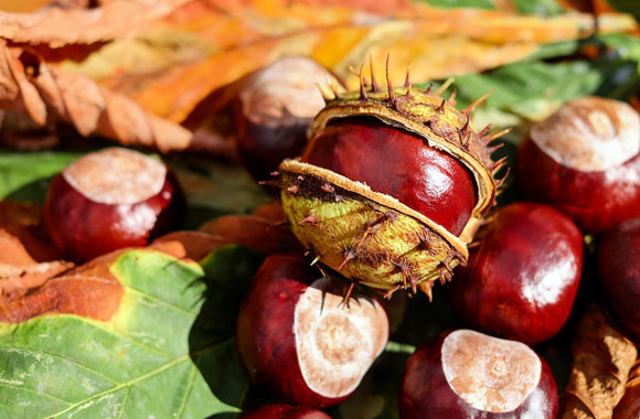 health benefits of nuts chestnuts