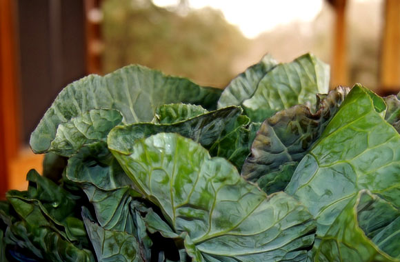 health benefits of vegetables collards