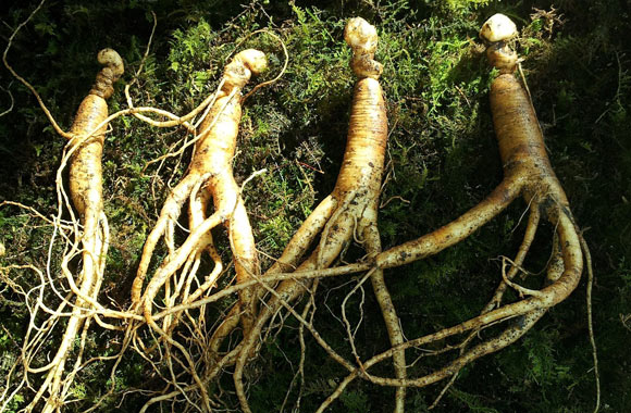 health benefits of roots ginseng