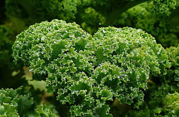 health benefits of vegetables kale