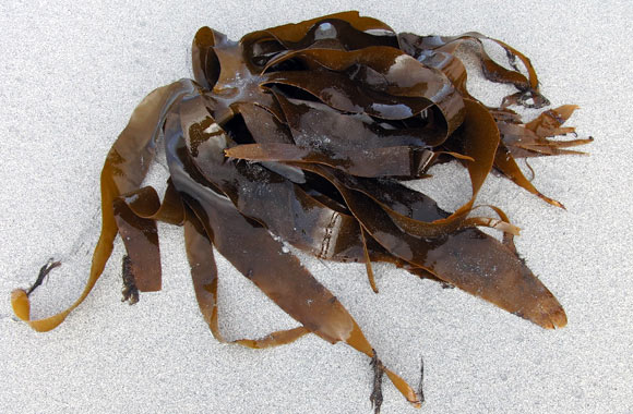health benefits of food kelp