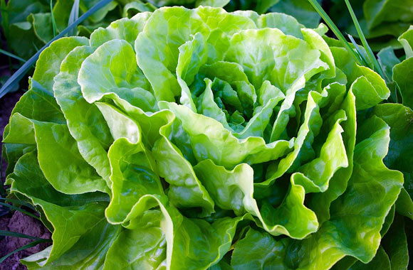 health benefits of vegetables lettuce