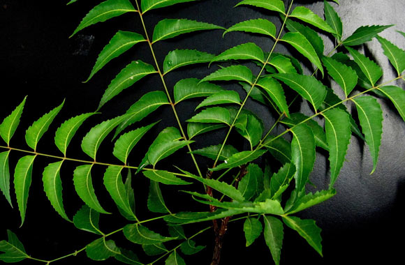 health benefits of herbs neem