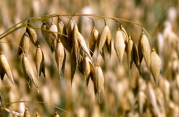 oats