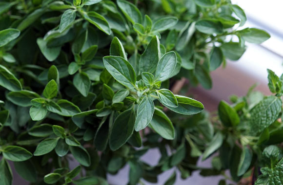 health benefits of herbs oregano