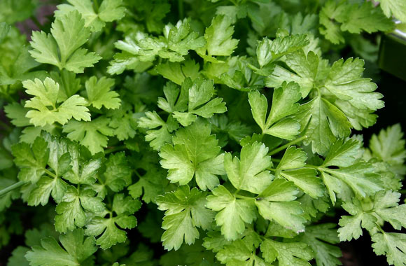 health benefits of herbs parsley