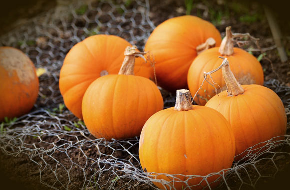health benefits of fruits pumpkin