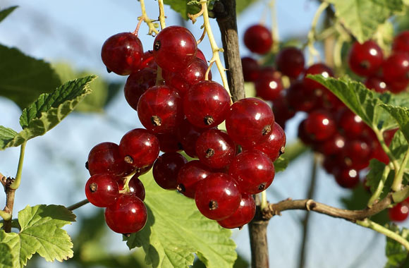 health benefits of fruits redcurrant