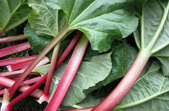 health benefits of vegetables rhubarb