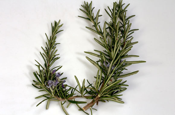 health benefits of herbs rosemary