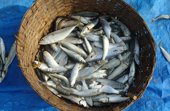 sardine