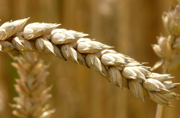 health benefits of grains wheat