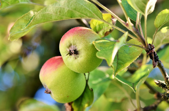 pomes fruits